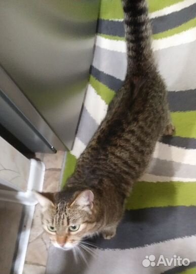 Отдам кошку в добрые руки