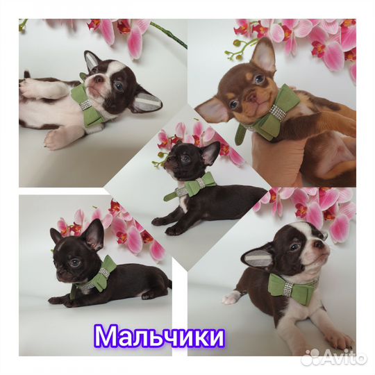 Чихуахуа