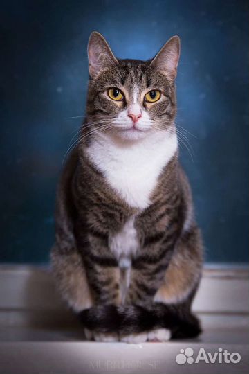 Котик Борька мечтает о семье