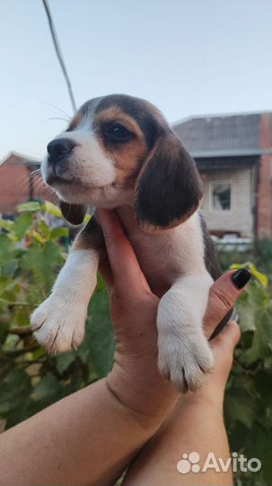 Щенки Бигль