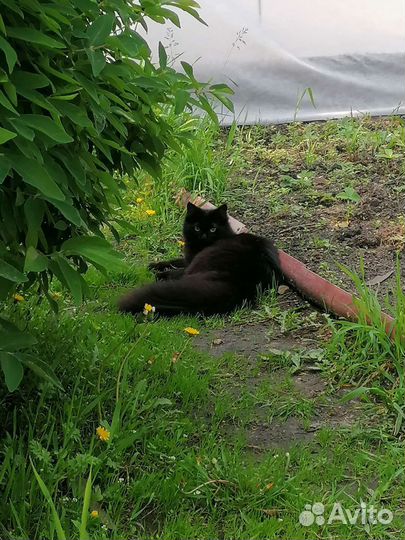 Кошка в дар