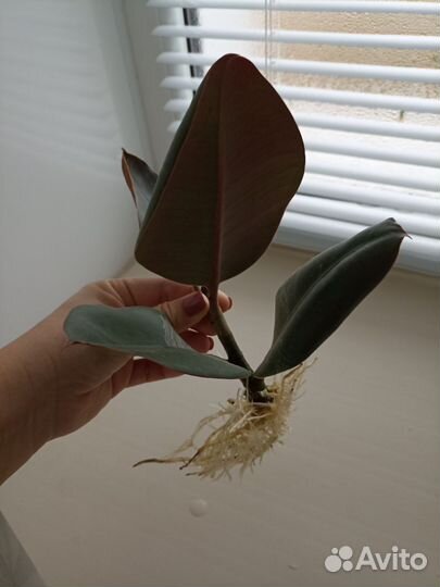 Фикус бесплатно