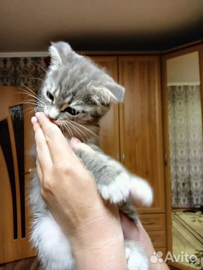 Продам кошечку