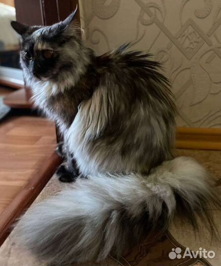 Котята мейн-кун