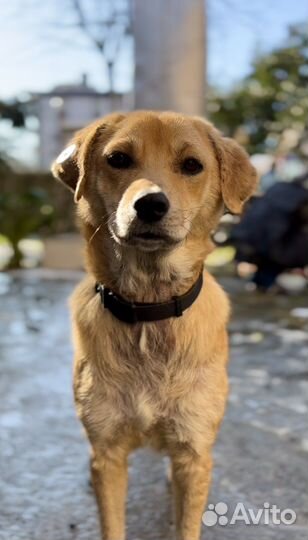Собака в добрые руки метис лабладора