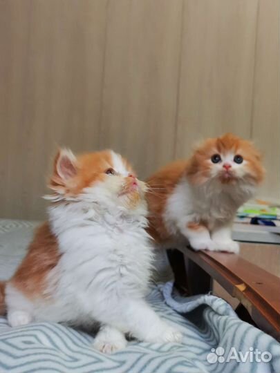 Хайленд фолд