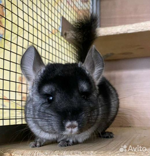 Шиншилла черный бархат носитель ангоры,нс,нф,6