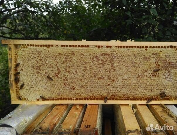 Мёд 24 года из Алтая оптом