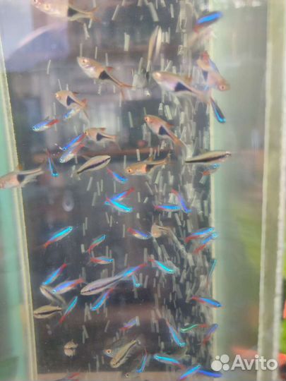 Рыбки аквариумные,растения