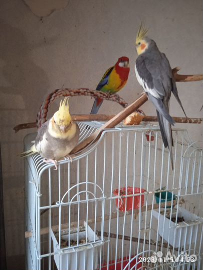 Попугай для вас