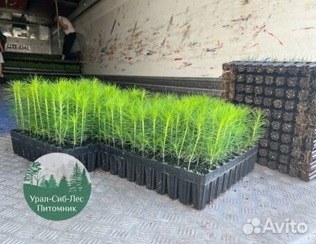 Зкс и окс Сосна Ель Лиственница сеянцы Голуб горн