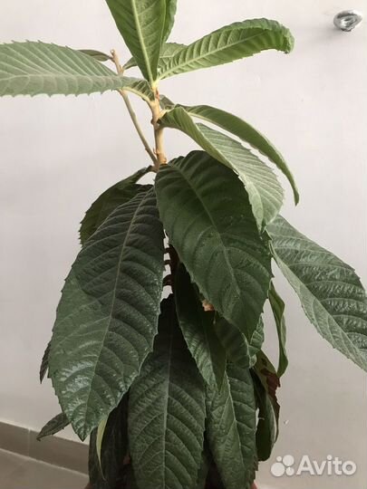 Мушмула японская