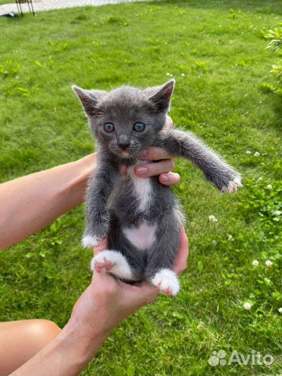 Котенок серый дымчатый