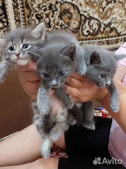 Котята в добрые руки