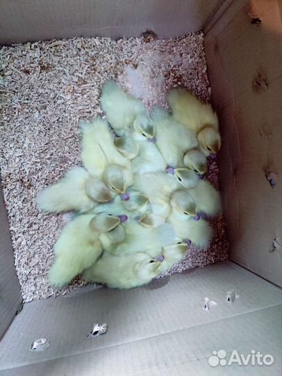 Мускусные утята индоутки