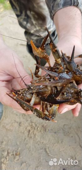 Раки живые