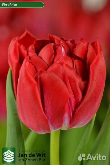 Луковицы Тюльпанов