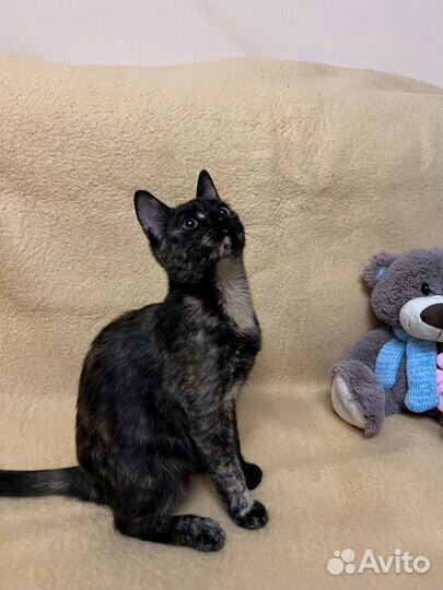 Кошки