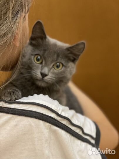 Котенок мальчик серый