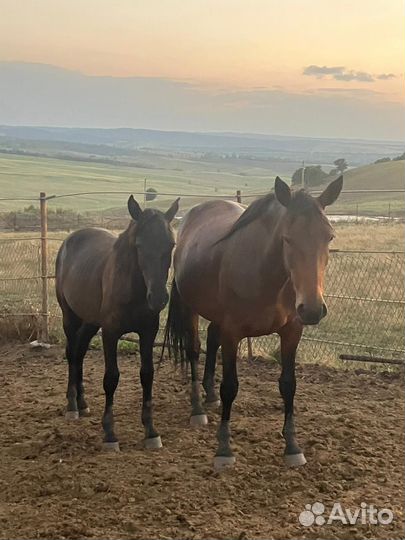 Карачаевская кобыла жеребчик жеребец къ араб