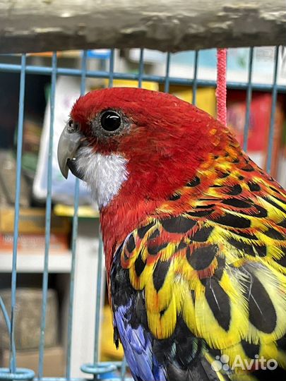 Попугай розелла пестрый и красный, Самцы