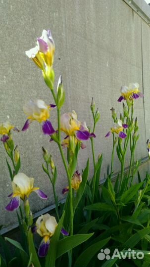 Цветы ирис