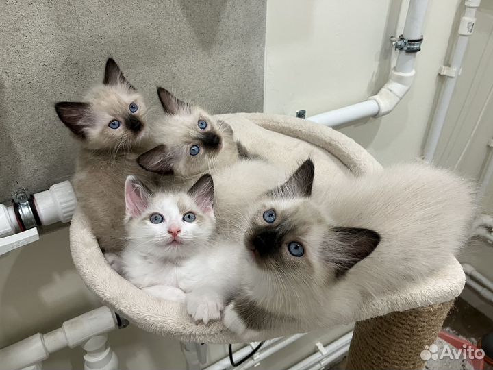 Котята рэгдолл