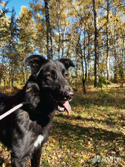 Собака пережила предательство