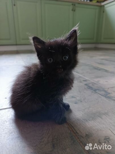 Котята 1 месяц