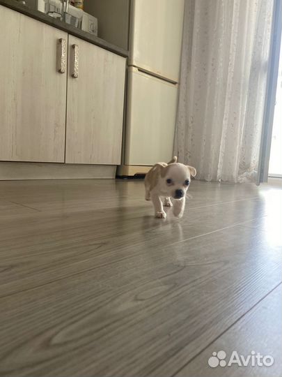 Щенок чихуахуа мальчик
