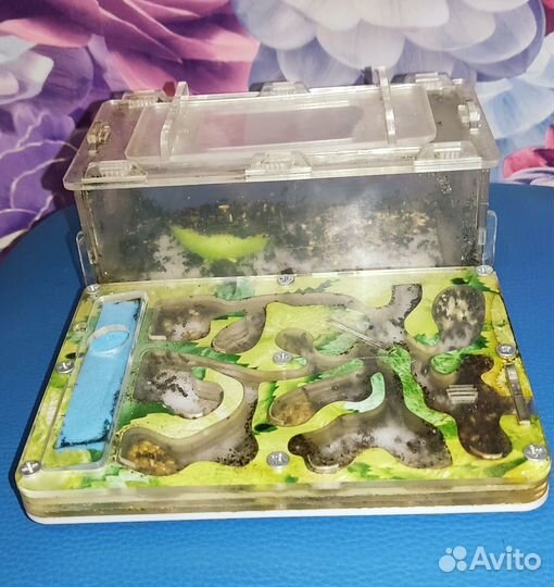 Муравьиная ферма с муравьями