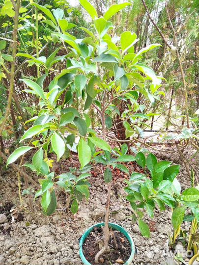 Фикус дерево