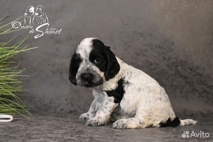 Английский кокер спаниель