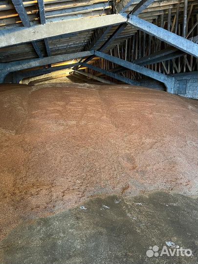 Овес, пшеница,зерносмесь