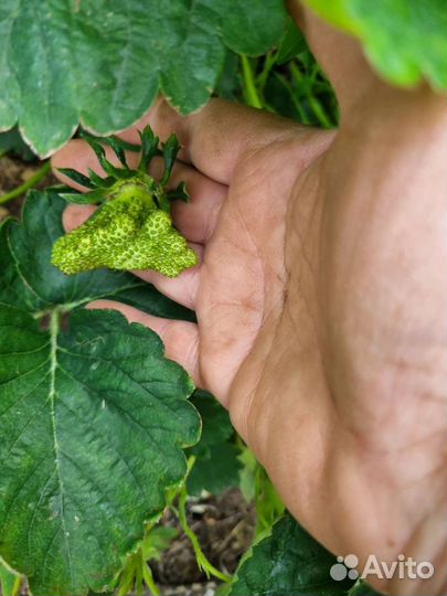 Купчиха рассада