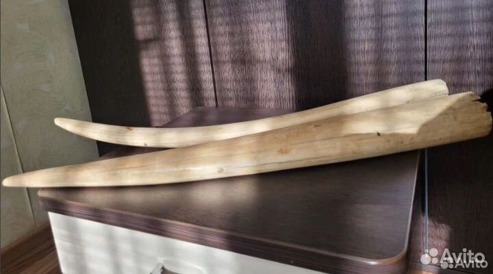 Бивни моржа имитация 2 шт