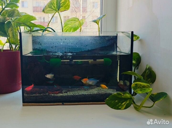 Аквариум с рыбками