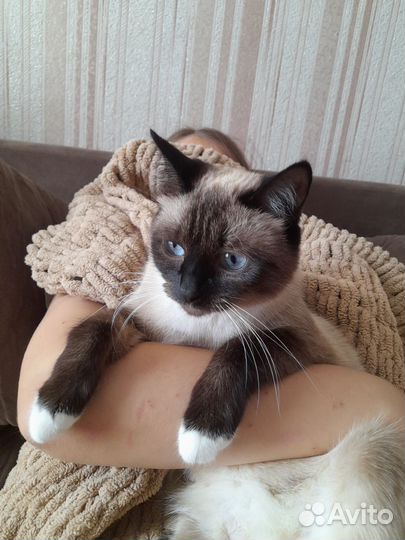 Сиамские котята