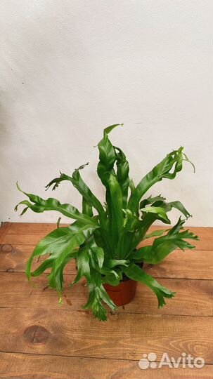 Асплениум крисси