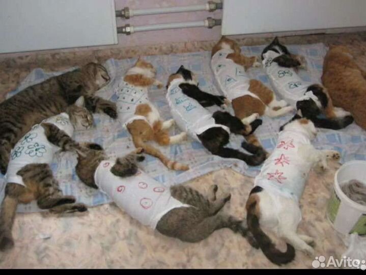 Стерилизация собак, кошек, кроликов,хорьков,крыс