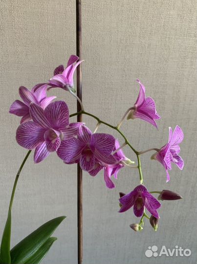 Орхидея дендробиум