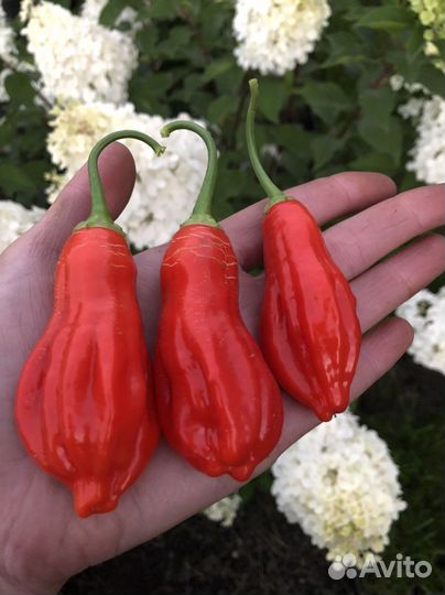 Семена острого перца