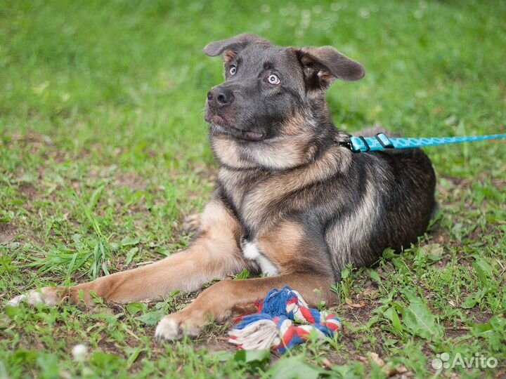 Собака-компаньон ищет семью