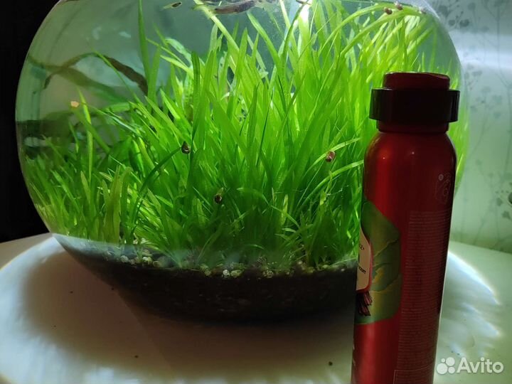 Растение для аквариума (Валлиснерия)