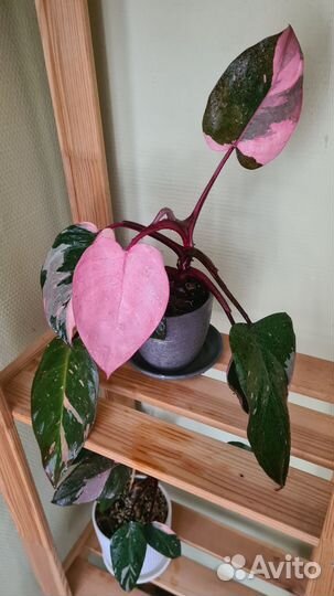 Филодендрон Розовая принцесса