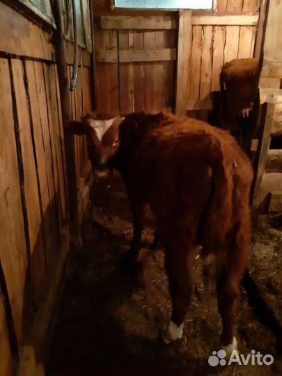 Телята коровы