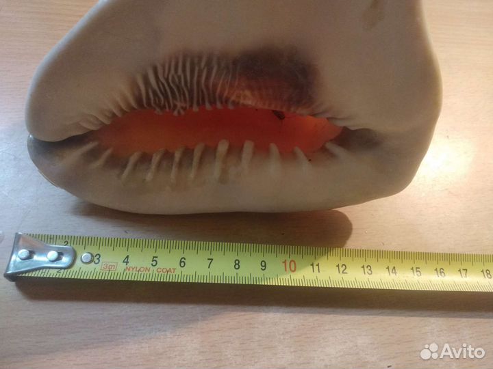 Морская раковина большая