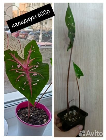 Каладиум