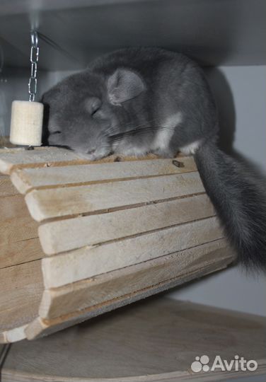 Передержка шиншилл и мелких домашних грызунов