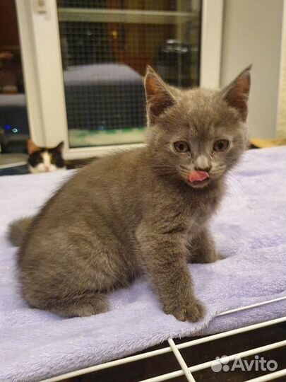 Котёнок девочка